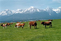 Koeien in de wei tussen de bergen